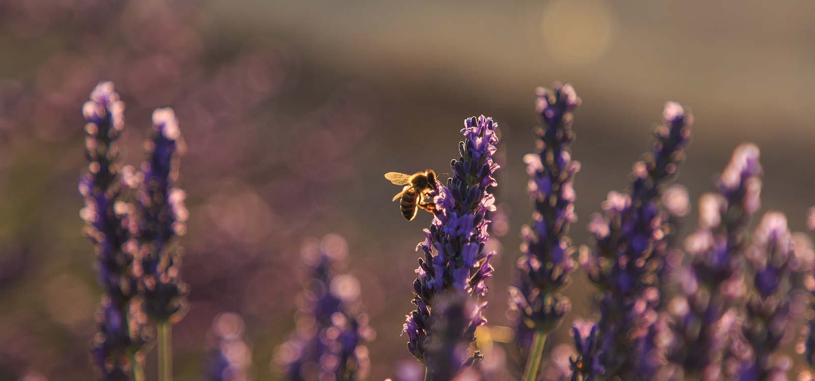 Pollen de Fleurs